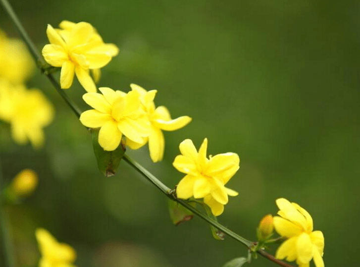 迎春花的颜色原来是这种啊!