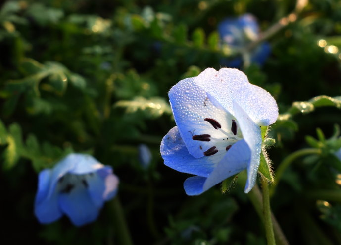 粉蝶花有什么特殊的寓意吗?一般花期是几月?价值几何?