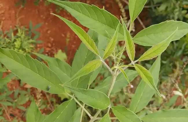 牡荆叶的功效与作用