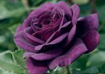 养植路易十四玫瑰时出现了病变和虫害该怎么办？