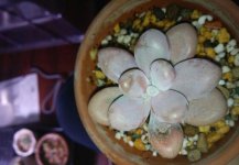喜欢肉肉，无奈养植的桃蛋叶子皱皱巴巴、干干瘪瘪的，这是夏季需要适当的遮