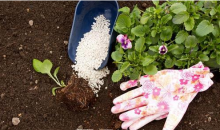 想要养出健康壮硕的花卉首先要从土壤开始，怎样选择土壤？