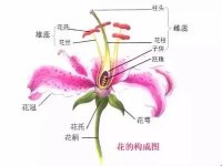 一朵花包括哪些部分，什么是完整花，什么是不完整花？