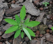 跳舞草盆栽怎么养？跳舞草种植管理要注意哪些方面？跳舞草有哪些应用？