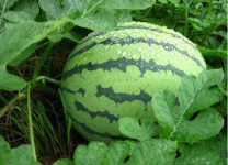 西瓜为什么被称为水瓜？西瓜不仅好吃还有这么多营养功效！