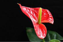 花烛和火鹤花有什么区别？花烛繁殖栽培护理必学知识！