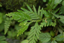 还魂草是哪种植物？还魂草怎么养？还魂草有哪些用途？