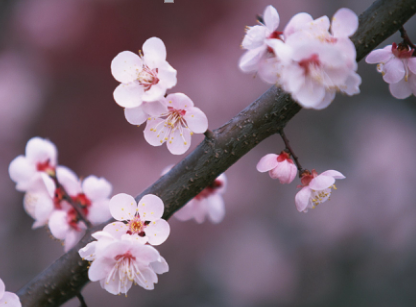 梅花香自苦寒来 梅花有哪些象征意义呢 花草百科网