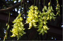 如何盆栽禾雀花?看完相信你也能养出漂亮的禾雀花!