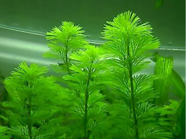 金鱼藻的养殖方法是怎样的 几个简单步骤教你养出美观好看的金鱼藻 花草百科网