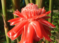 火炬姜花的种植方法介绍！火炬姜的种植要点都在这里了！