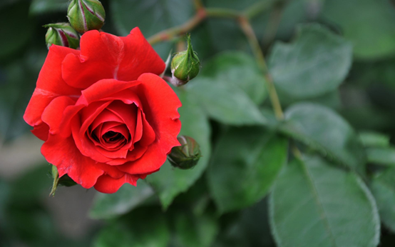 玫瑰怎么保存 最简单易学的玫瑰保存方法 让你享受更长久的浪漫 花草百科网