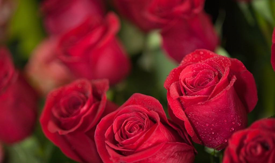 玫瑰怎么保存 最简单易学的玫瑰保存方法 让你享受更长久的浪漫 花草百科网