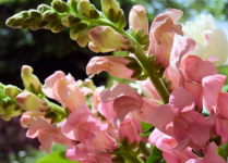 金鱼草花期是什么时候？播种时间不同花期不同，这样做花期会很长!