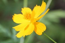 硫华菊有毒吗？原来这样才可以养出美丽的硫华菊！