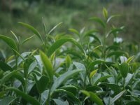 乌龙茶什么时候喝才最好呢？哪种乌龙茶才是比较好的？