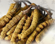 冬虫夏草有哪些禁忌需要注意?冬虫夏草不是人人都能吃的!