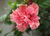 芙蓉花应该如何养殖？学会这几招养出美丽优雅的芙蓉花！