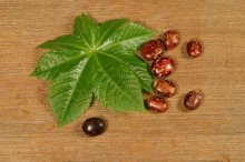 蓖麻子可以直接吃吗？它虽然有毒但是有自己的使用方法！