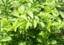 哺乳期能喝仙鹤草吗？仙鹤草作用虽多，但哺乳期妈妈还是要谨遵医嘱！
