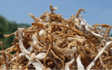 干菜笋烧肉怎么做?干菜笋的营养价值介绍!