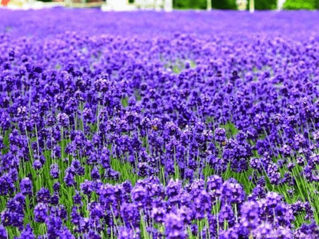 紫色薰衣草的花语是什么