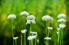 韭苔的花苞能吃吗？知道它的这些功效！就能解答你的疑惑！