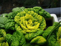 黄心乌菜可以移植北方吗?教你将黄心乌菜移植北方也能存活的方法!