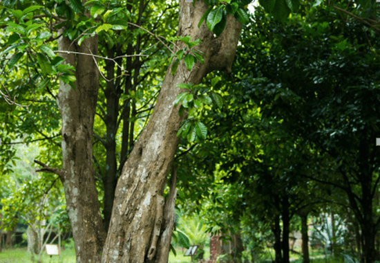 广西血榕树图片图片