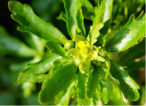 石龙芮子可以用来泡茶喝吗？看完这些马上了解石龙芮子是否可以泡茶喝！