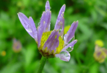 紫莞花是何种植物?它为什么叫返魂草?