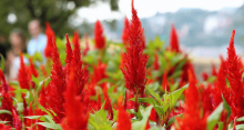 青葙的花语是什么?青葙花是什么样子的?