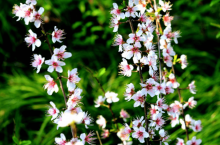 麦李花什么季节开?麦李花有哪些品种?漂亮的麦李的花语是什么