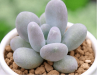 白美人怎么叶插？在叶插时这个重要步骤不能忽略!