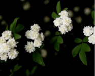 木香花怎么养?木香花浇水施肥有什么需要注意的吗?