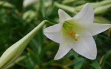 送百合花代表什么?百合花花语大了解!