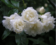 木香花要怎么繁殖?养殖木香花有哪些需要注意的地方?
