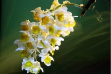 球花石斛怎么养都枝叶细嫩？球花石斛怎么养才能养的壮？只要掌握这几个诀窍