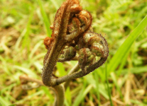如何在阳台上种美味的蕨菜呢?蕨菜阳台盆栽方法介绍!