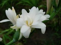 紫茉莉是夜来香吗?别再傻傻分不清楚!