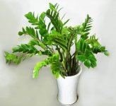 客厅植物的摆放有什么讲究?室内植物如何摆放?