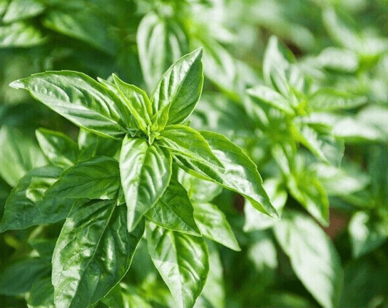 九層塔功效與作用介紹!_花草百科網