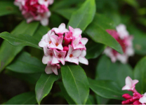 瑞香花开多久?不要错过了瑞香的花开时刻!