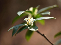 瑞香花怎么养?瑞香花的养殖方法是这样的！