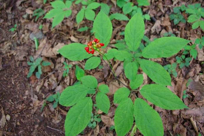 花草百科網