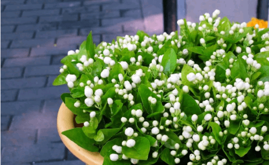 六月都有什么花开花 带你欣赏六月的花 这种花最不可错过 花草百科网