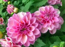 夏季能种大丽花吗？注意掌握这几点！夏天也能种出好看的大丽花！