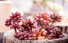 玉米石和虹之玉都有哪些区别?两者又有哪些相似之处?