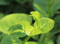 怎样才能种出优良的木耳菜?木耳菜的种植方法介绍！