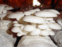 怎么用玉米芯种植平菇?教你轻松学会传统玉米芯种植平菇的技术!